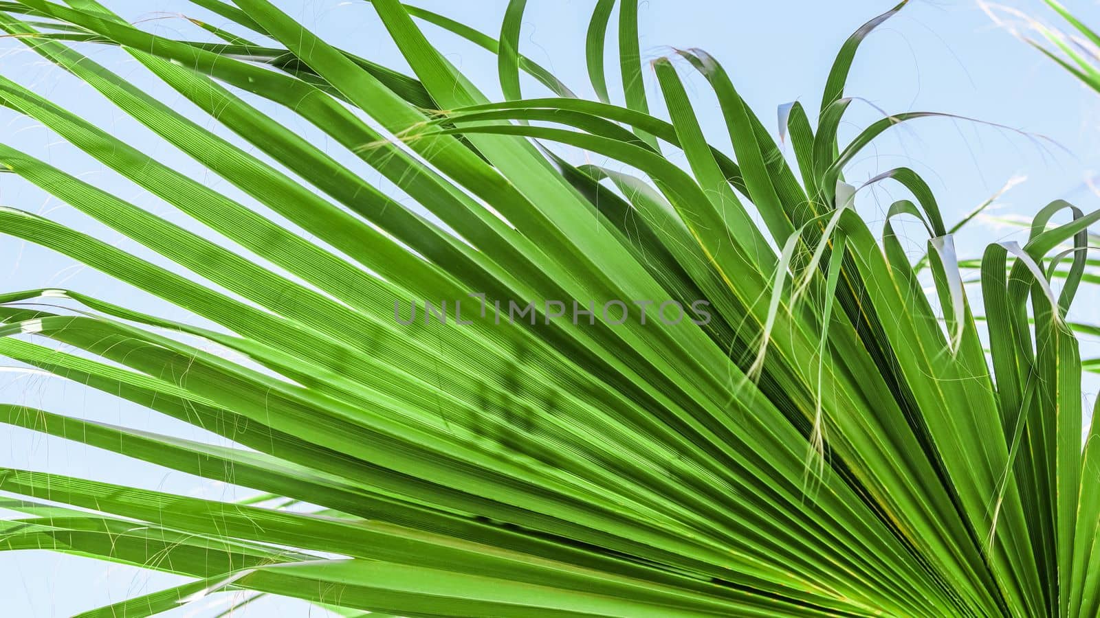 Palm leaf texture on blue sky background by Olayola