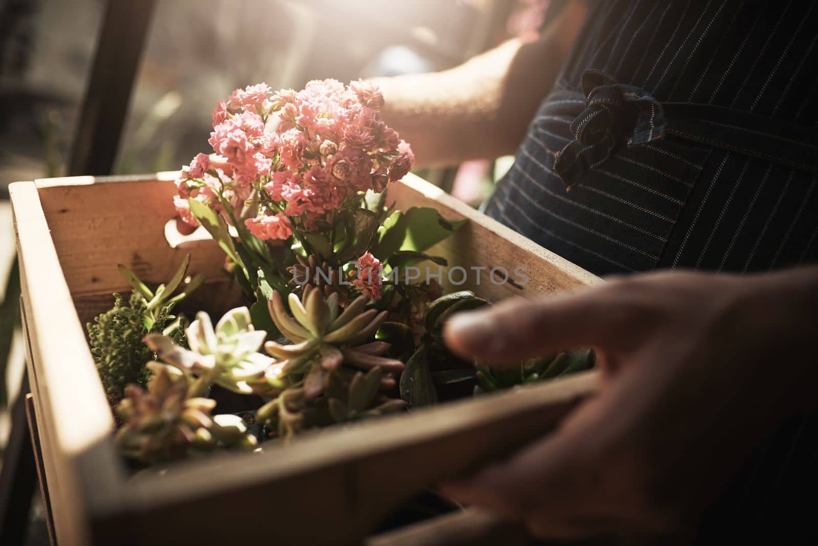 Im carrying precious cargo. an unrecognizable florist holding a crate full of flowers inside a plant nursery. by YuriArcurs