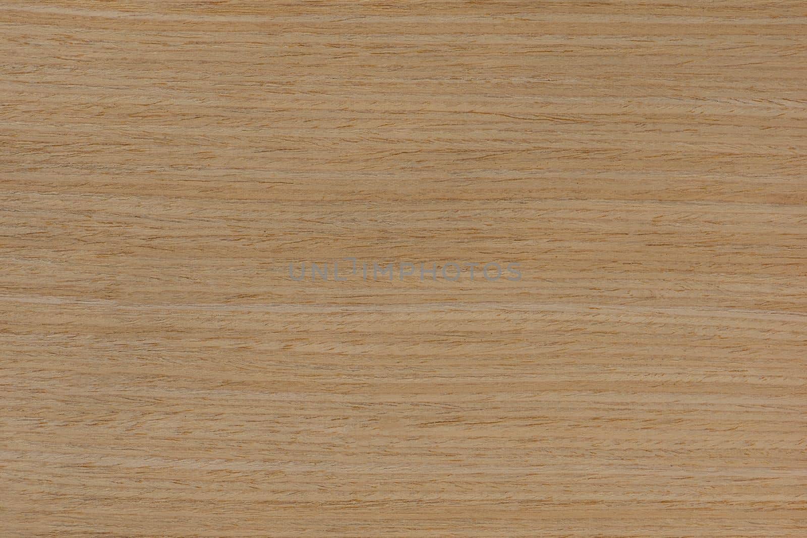 Wood texture. Natural maple texture. Maple board for furniture production. Untreated young maple board with fine texture in light color.