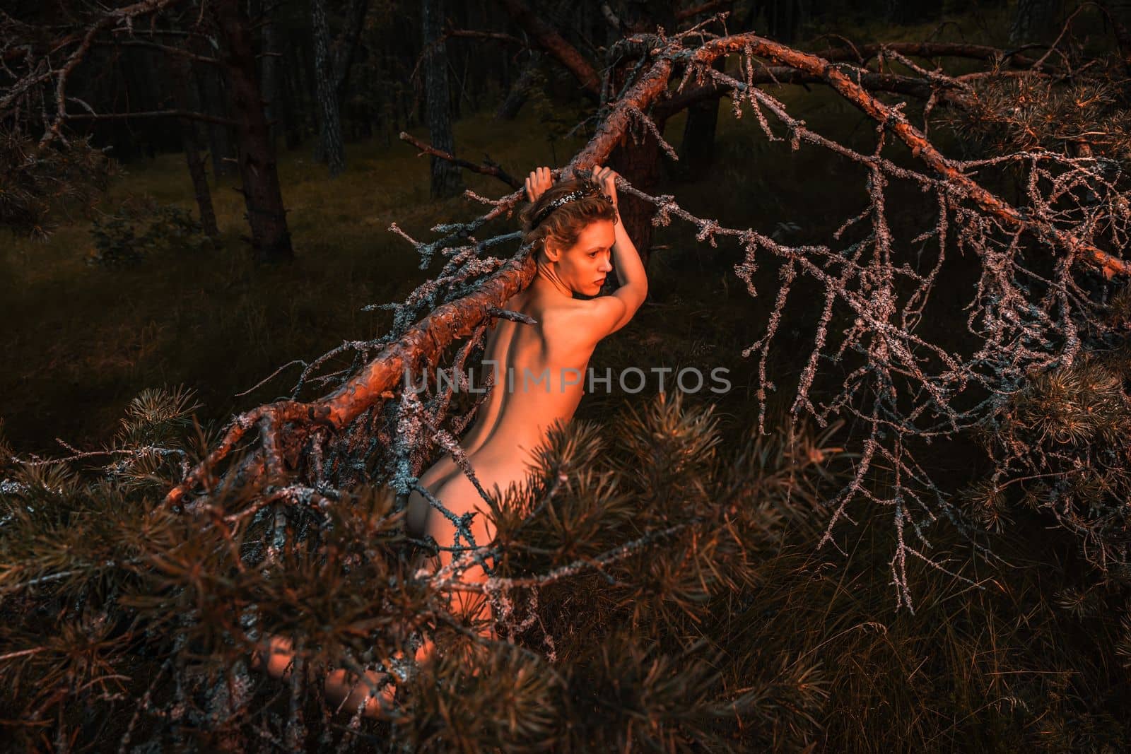 A young nude woman poses in a pine forest among old pines and dry branches, illuminated by the red rays of the setting sun. Nude art image