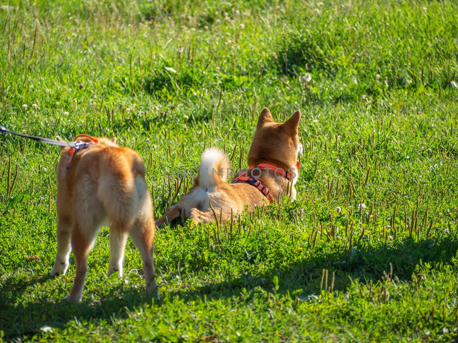 Shiba Inu plays on the dog playground in the park. Cute dog of shiba inu breed walking at nature in summer. walking outside.