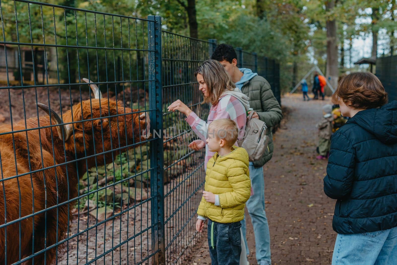 Family with child in zoo feeds buffalo. Happy family, young mother with three children, cute laughing toddler boy and a teen age girl and boy feeding buffalo during a trip to a city zoo on a hot summer day. by Andrii_Ko