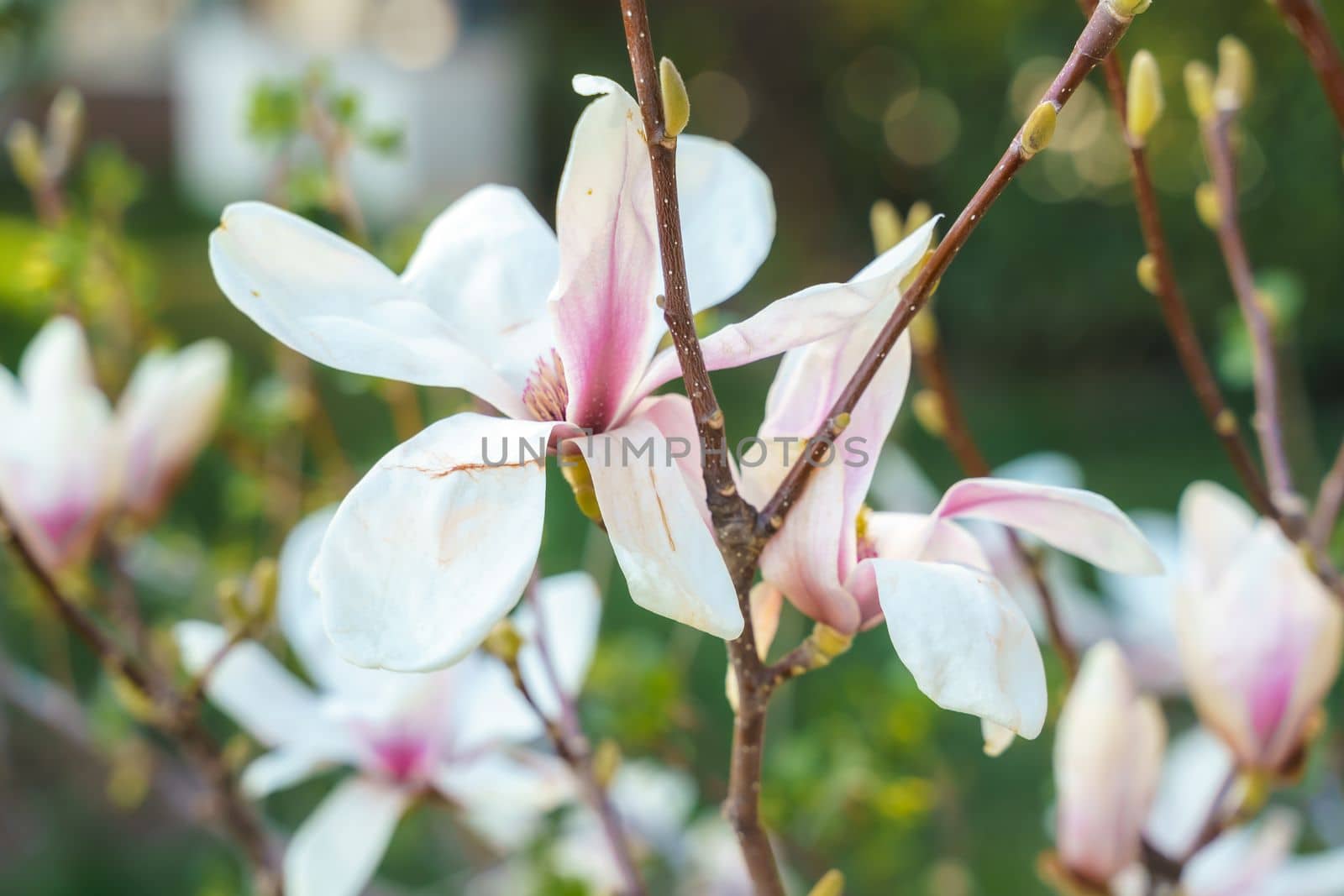 Flower magnolia blossoms on green grass background. by Matiunina