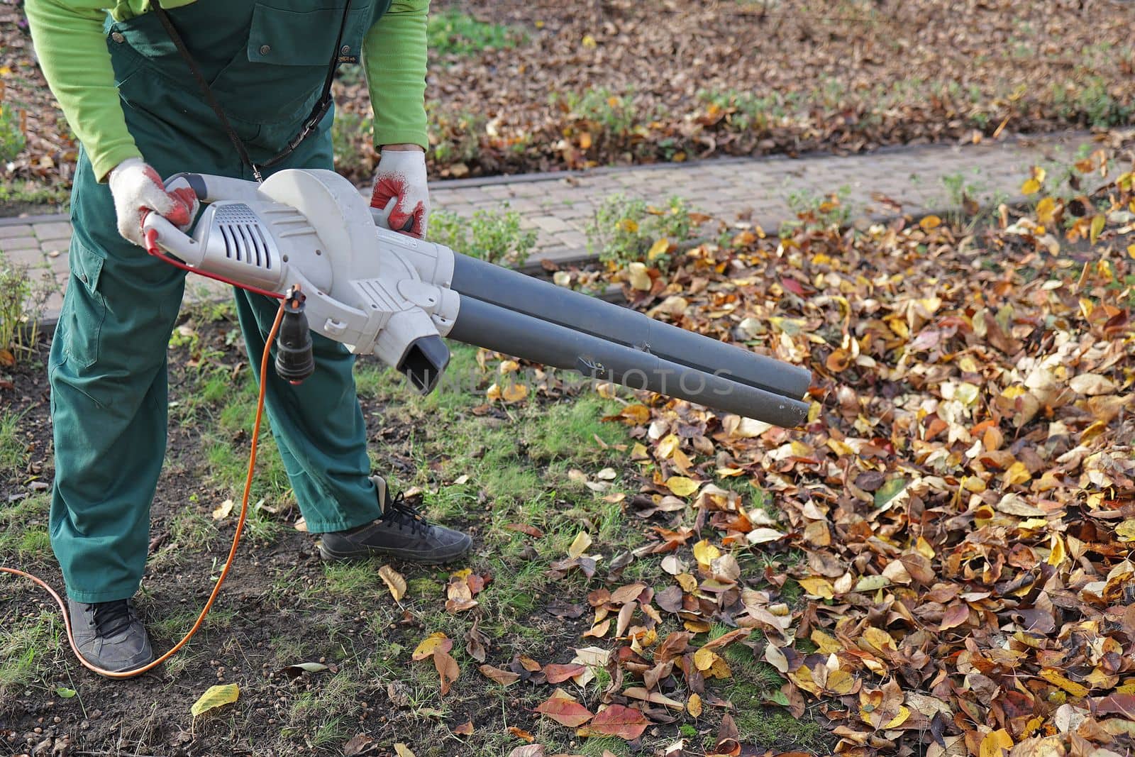 Unrecognizable man man take away dry autumn leaves using yard vacuum cleaner in the garden. Gardener clears leaves with a backpack blower. Low viewing angle. by Proxima13