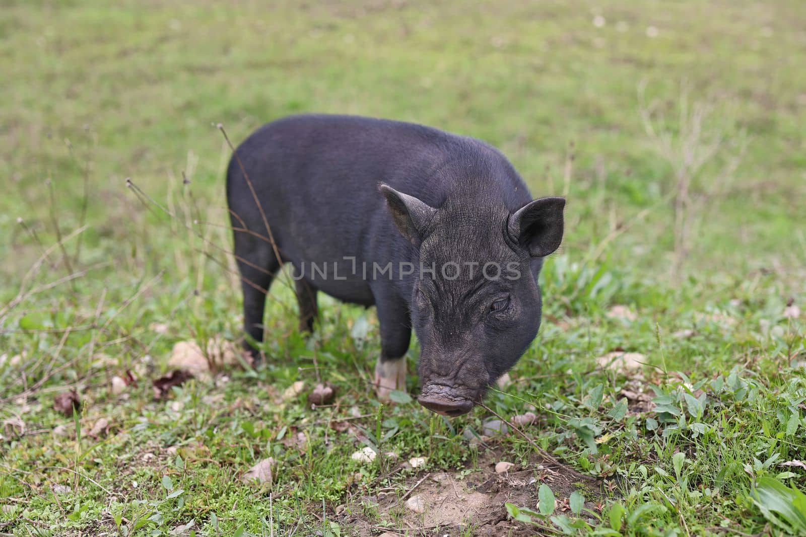 Young black Vietnamese breed pig eating green grass.