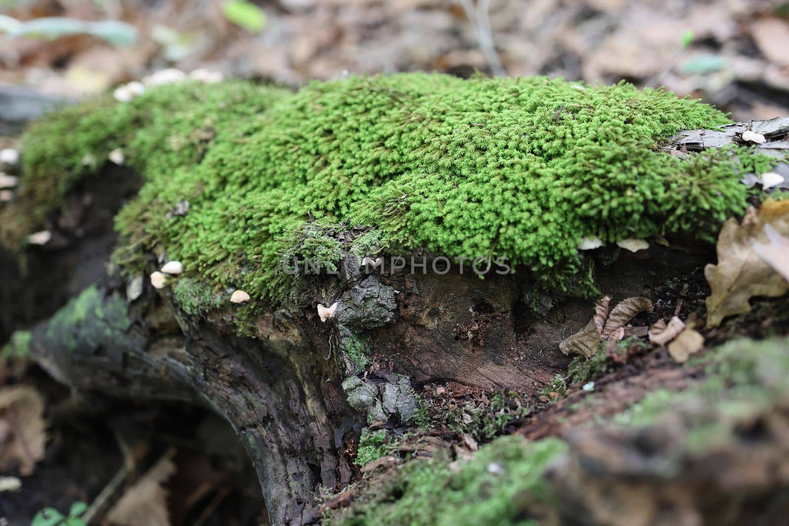 Green moss on a rotten old snag in a mixed forest. Selective focus. by Proxima13