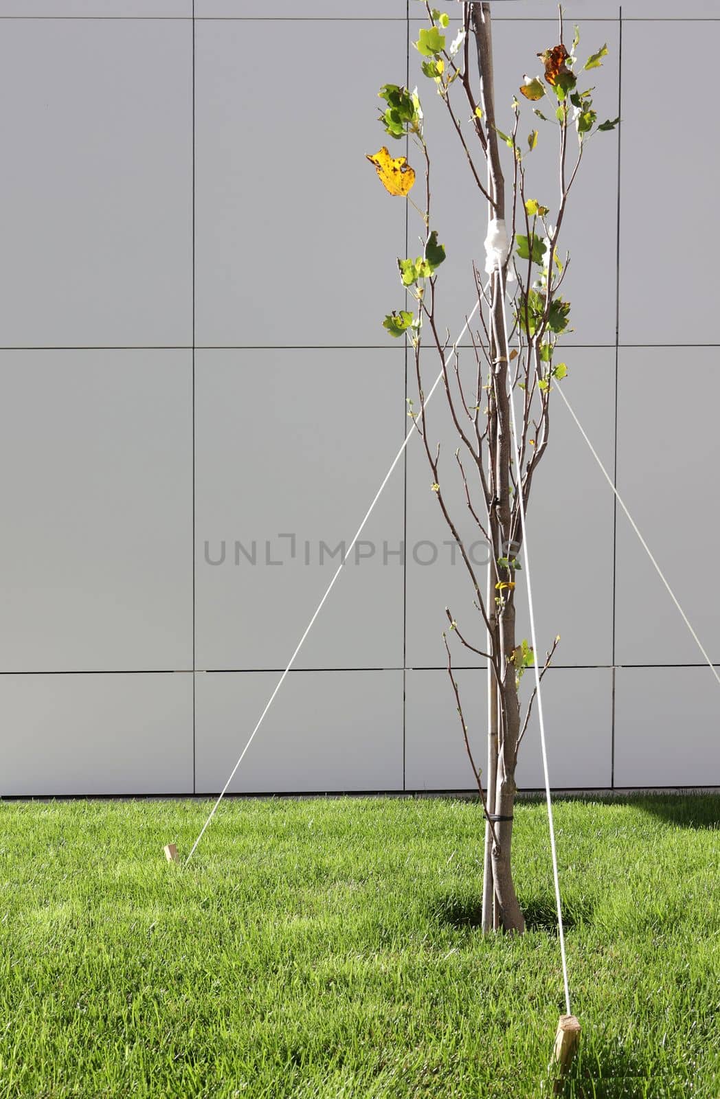 Garter of young trees. Strengthening a young tree with ropes. Garter a young tree with twine to protect against uprooting. Ecology, forest, urban plantations. vertical photo