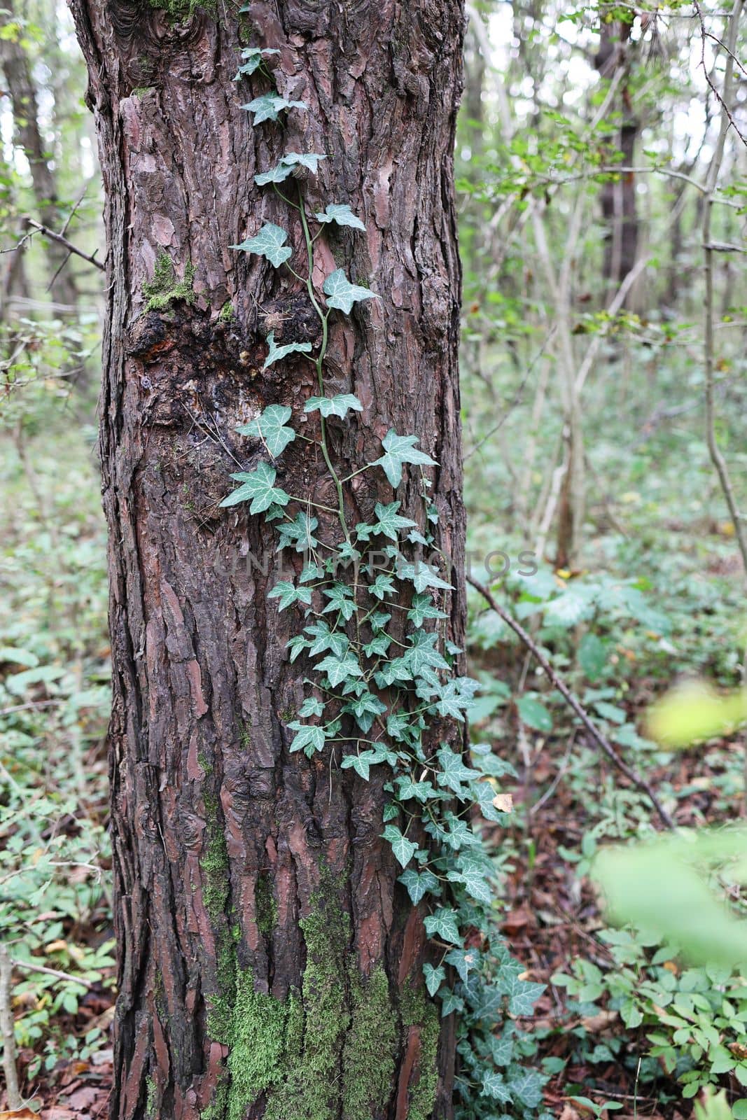 Green ivy grows on the bark of a tree in the forest. beauty in nature.