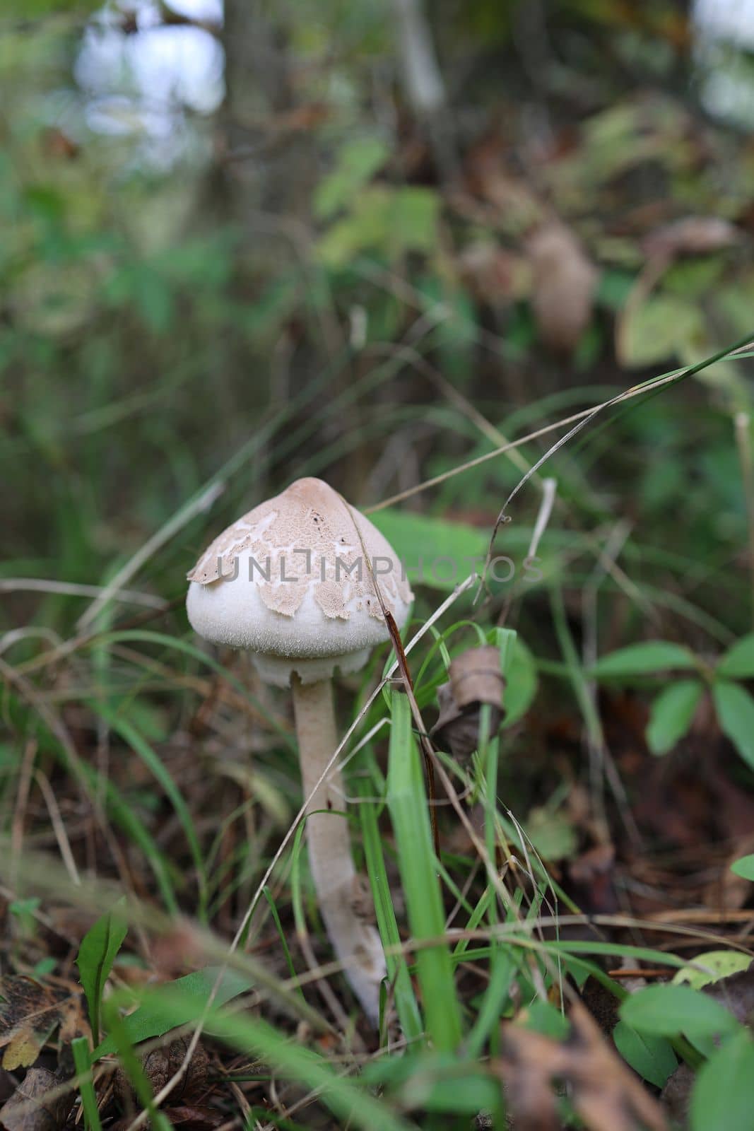 White inedible mushroom among the fallen leaves in the autumn forest. Close up by Proxima13