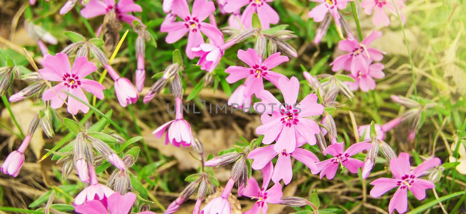 Phlox subulata, Phlox pink Flowers in the garden in summer in sunlight, floral background.