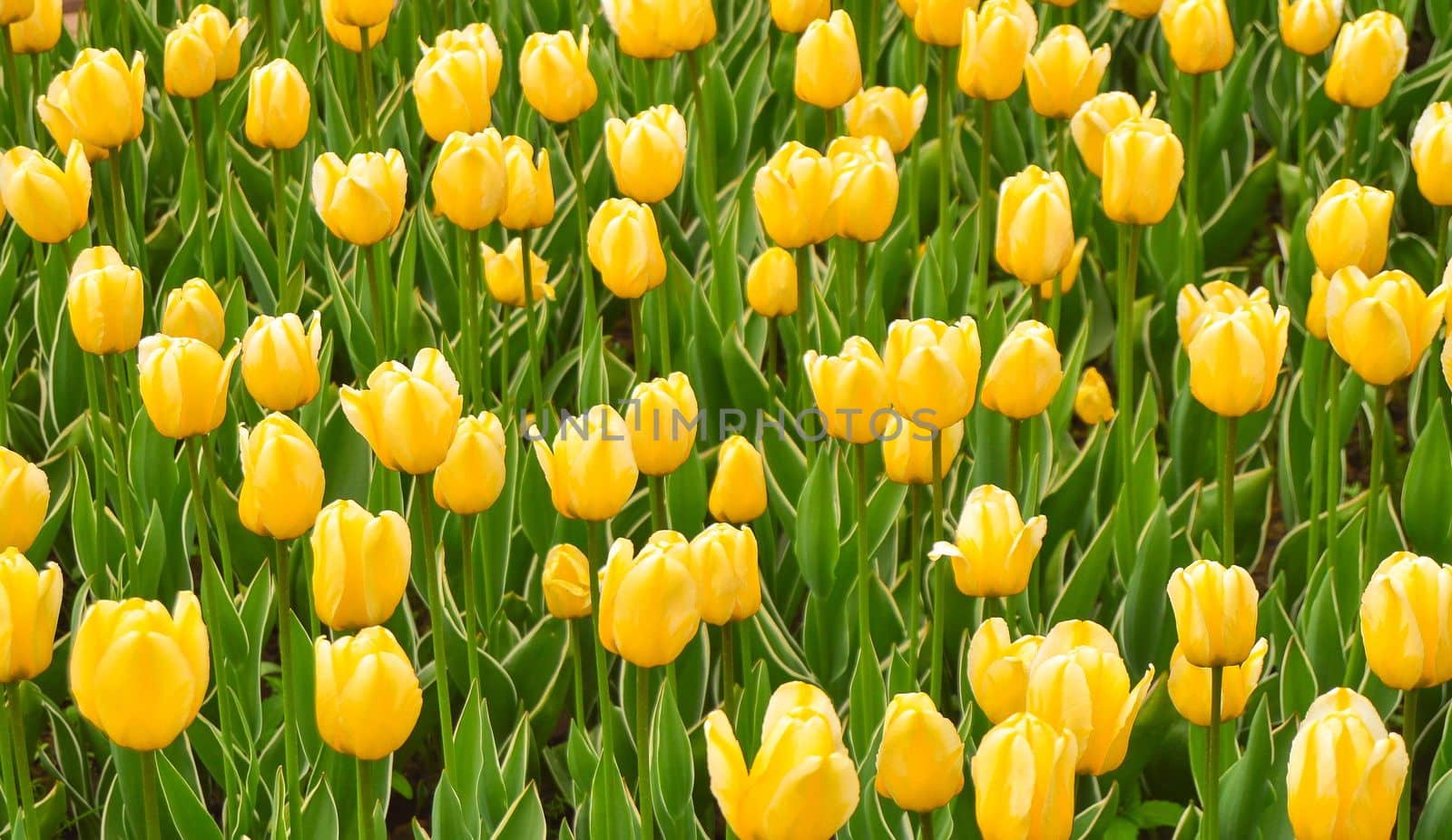 Beautiful yellow tulips bloom in spring blurred background