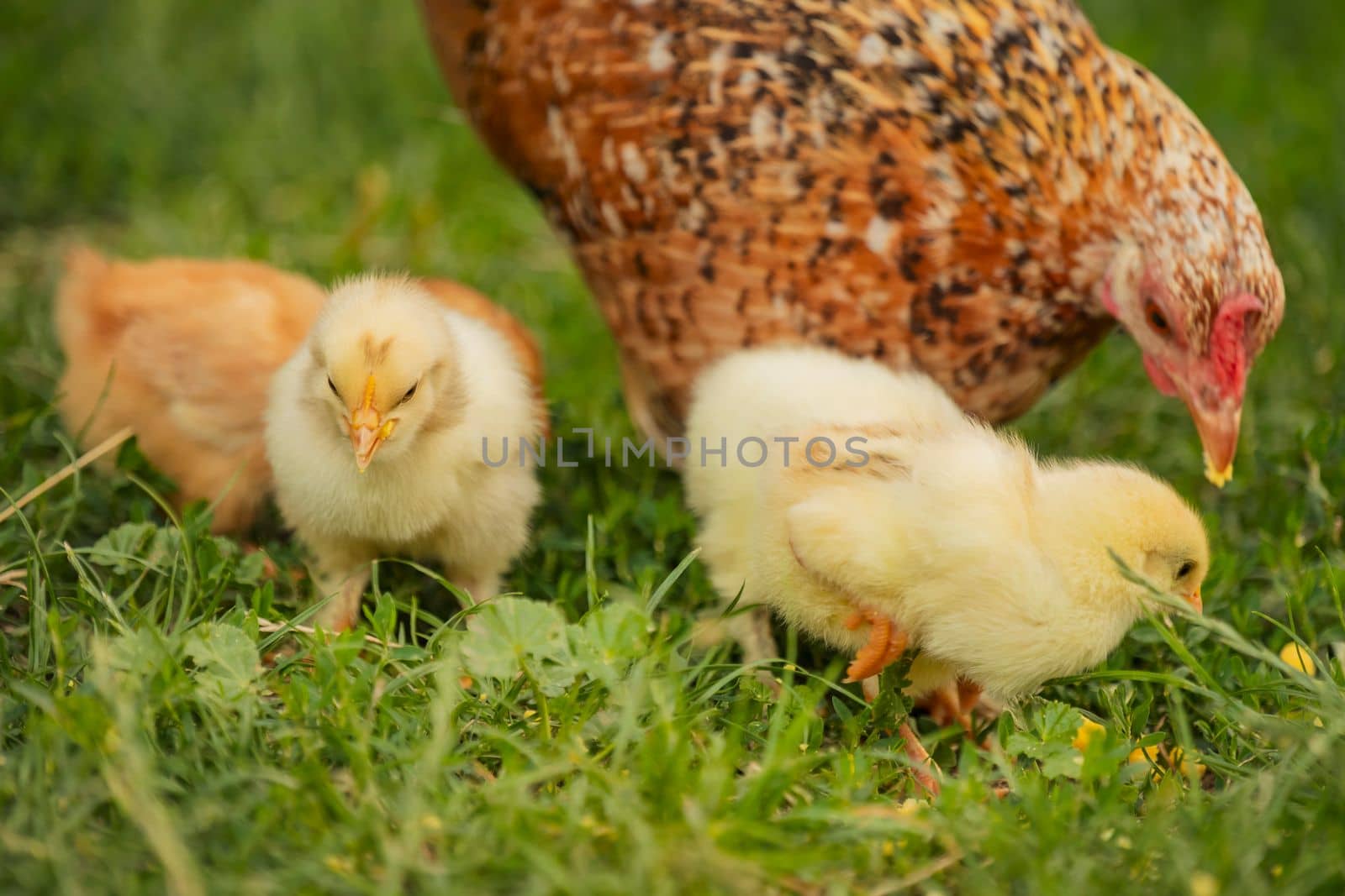 chickens with their mother walk on the grass, close-up