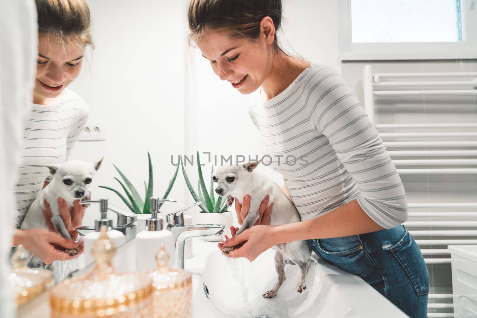 Young caucasian woman washing her chihuahuas paws after a walk in the rain. Woman cleaning a small dog in the bathroom sink.