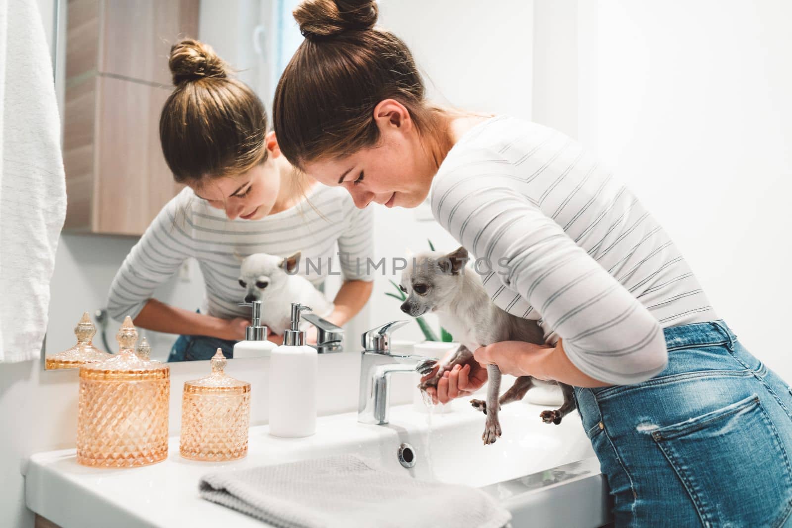 Woman washing chihuahus paws in the bathroom sink after a walk outside by VisualProductions