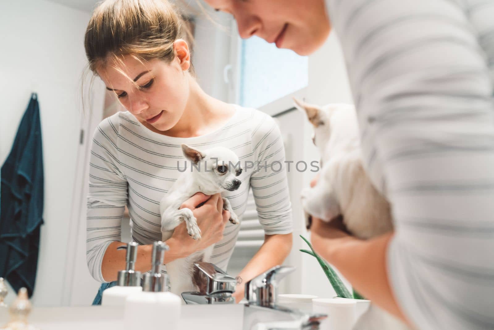 Young caucasian woman washing her chihuahuas paws after a walk in the rain. Woman cleaning a small dog in the bathroom sink.