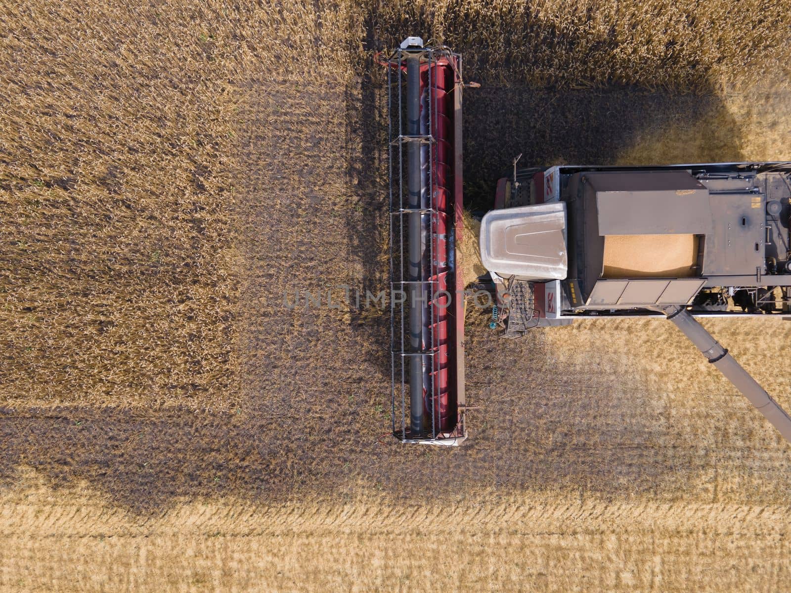 Combines mow wheat in the field.Agro-industry.Combine Harvester Cutting on wheat field.Machine harvest wheat.Harvesting of grain crops.Harvesting wheat,oats and barley in fields,ranches and farmlands