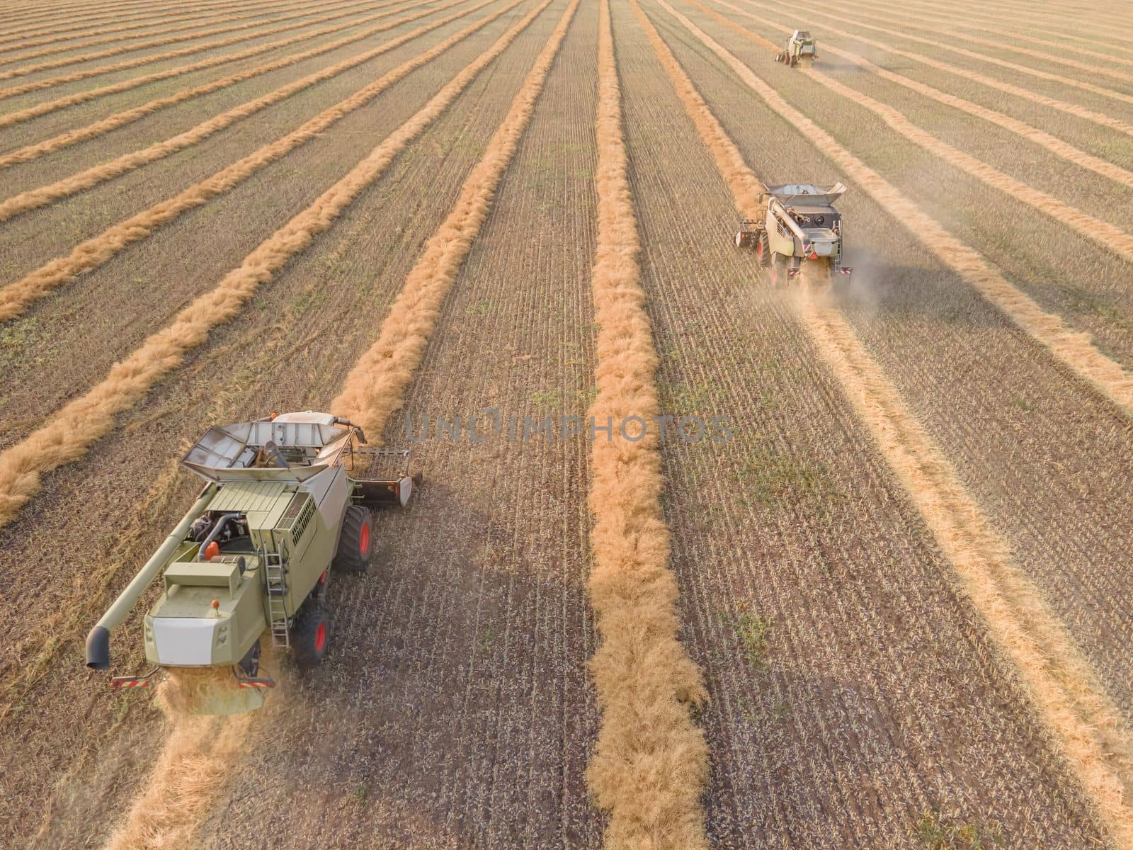 Combines mow rapeseed in the field.Agro-industrial complex.The combine harvester cuts rapeseed .The machine removes rapeseed.Harvesting of grain crops.Harvesting  in ranches and agricultural lands