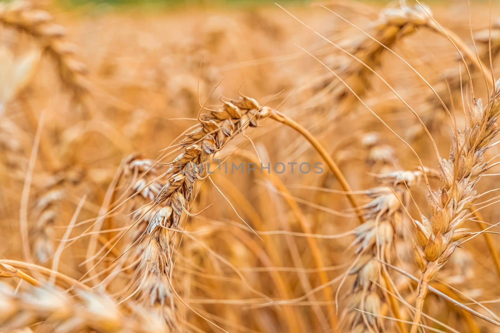 Golden Cereal field with ears of wheat,Agriculture farm and farming concept.Harvest.Wheat field.Rural Scenery.Ripening ears.Rancho harvest Concept.Ripe ears of wheat.Cereal crop.Bread, rye and grain