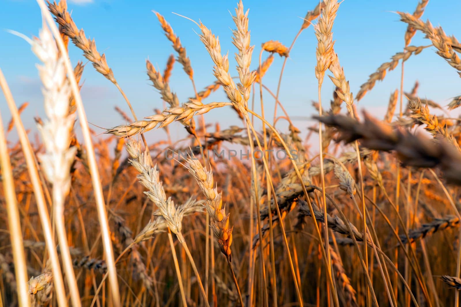 Golden Cereal field with ears of wheat,Agriculture farm and farming concept.Harvest.Wheat field.Rural Scenery.Ripening ears.Rancho harvest Concept.Ripe ears of wheat.Cereal crop.Bread, rye and grain by YevgeniySam