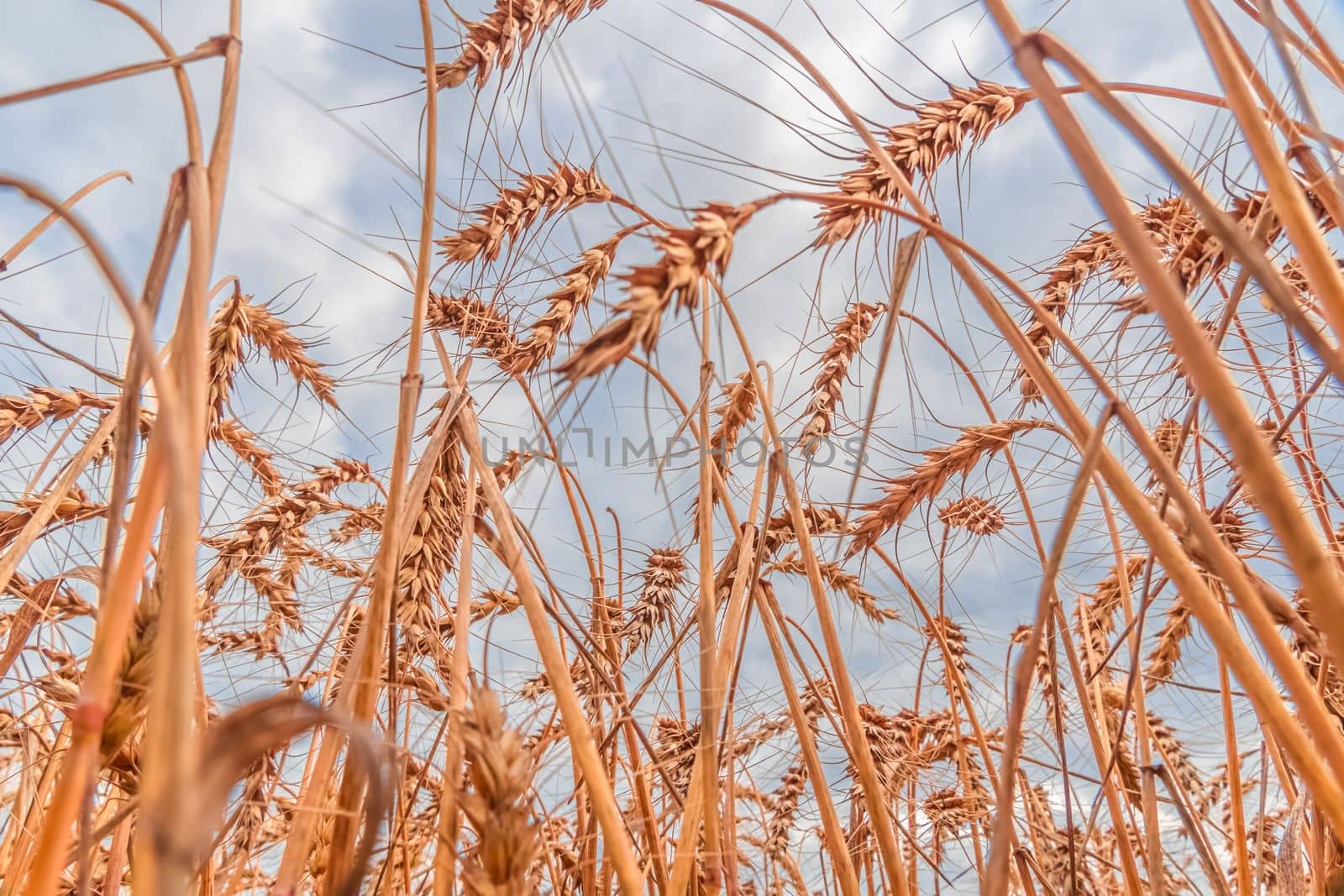 Golden Cereal field with ears of wheat,Agriculture farm and farming concept.Harvest.Wheat field.Rural Scenery.Ripening ears.Rancho harvest Concept.Ripe ears of wheat.Cereal crop.Bread, rye and grain