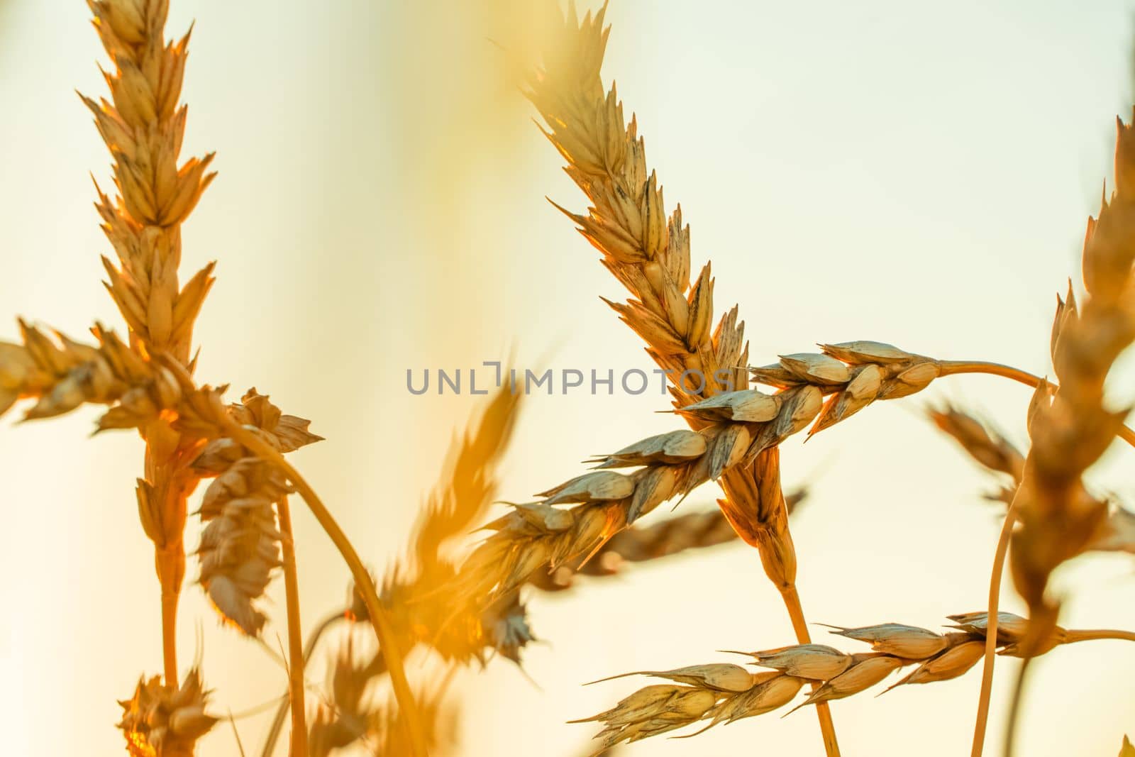 Golden Cereal field with ears of wheat,Agriculture farm and farming concept.Harvest.Wheat field.Rural Scenery.Ripening ears.Rancho harvest Concept.Ripe ears of wheat.Cereal crop.Bread, rye and grain