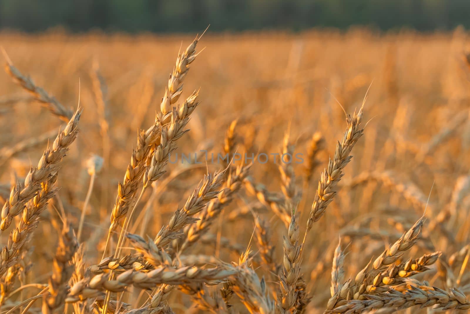 Golden Cereal field with ears of wheat,Agriculture farm and farming concept.Harvest.Wheat field.Rural Scenery.Ripening ears.Rancho harvest Concept.Ripe ears of wheat.Cereal crop.Bread, rye and grain