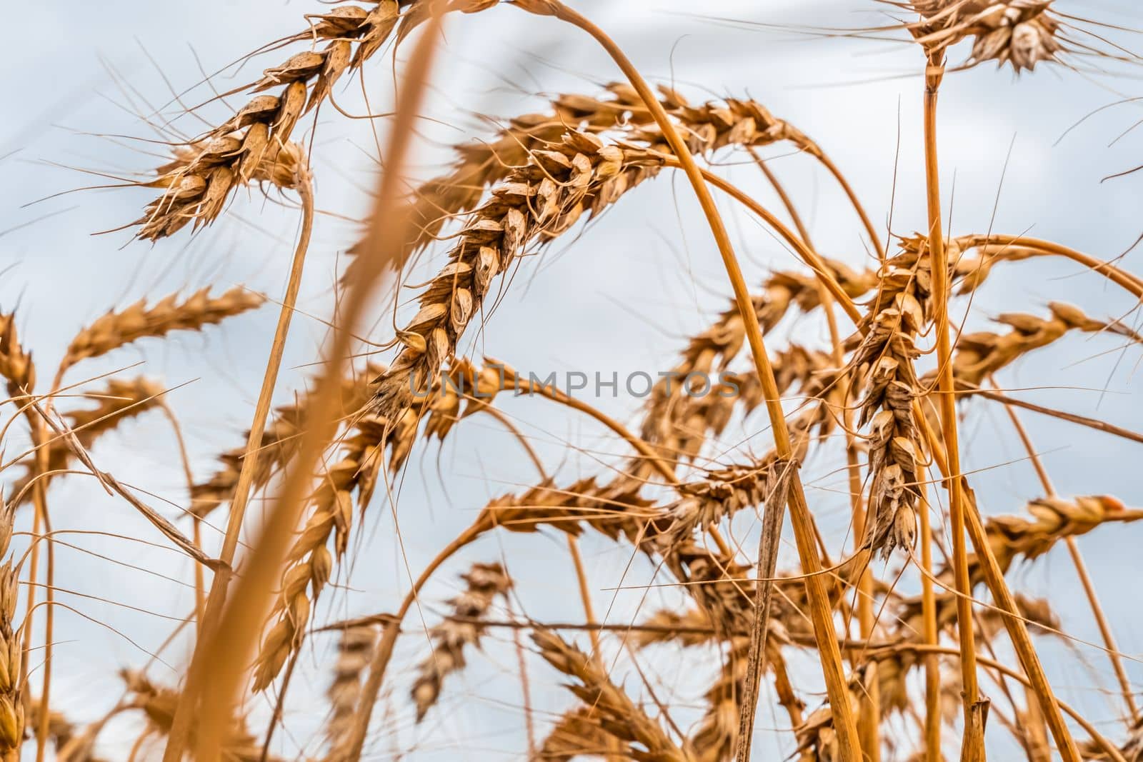 Golden Cereal field with ears of wheat,Agriculture farm and farming concept.Harvest.Wheat field.Rural Scenery.Ripening ears.Rancho harvest Concept.Ripe ears of wheat.Cereal crop.Bread, rye and grain