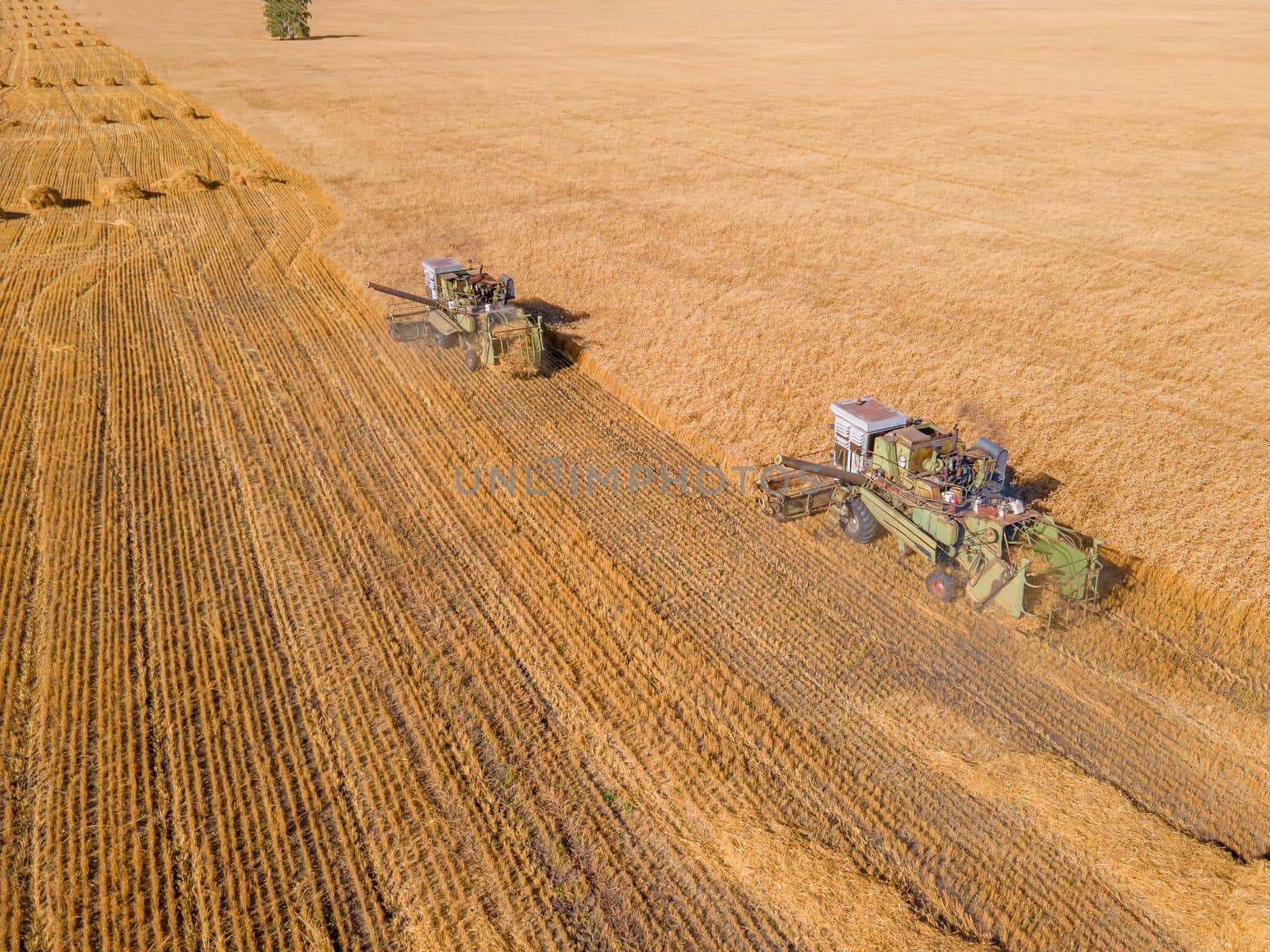 Harvest wheat grain and crop aerial view.Harvesting wheat,oats, barley in fields,ranches and farmlands.Combines mow in the field.Agro-industry.Combine Harvester Cutting on wheat filed.Machine harvest by YevgeniySam