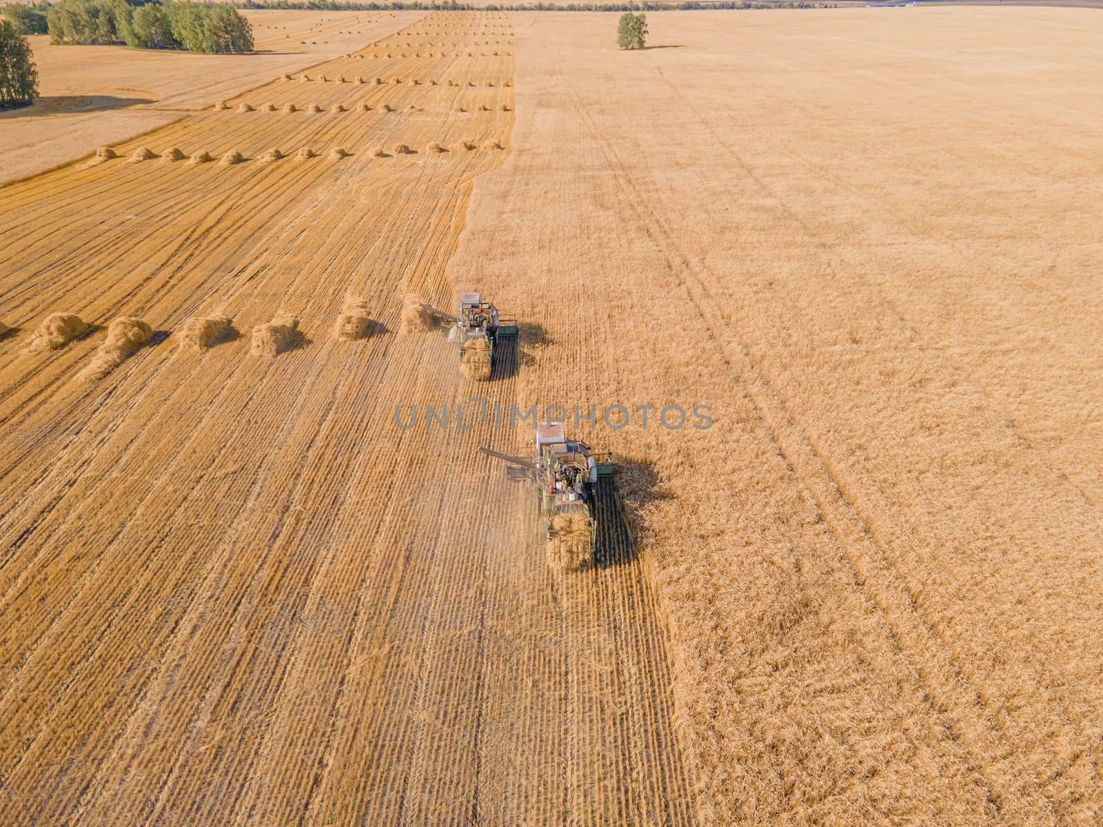 Harvest wheat grain and crop aerial view.Harvesting wheat,oats, barley in fields,ranches and farmlands.Combines mow in the field.Agro-industry.Combine Harvester Cutting on wheat filed.Machine harvest