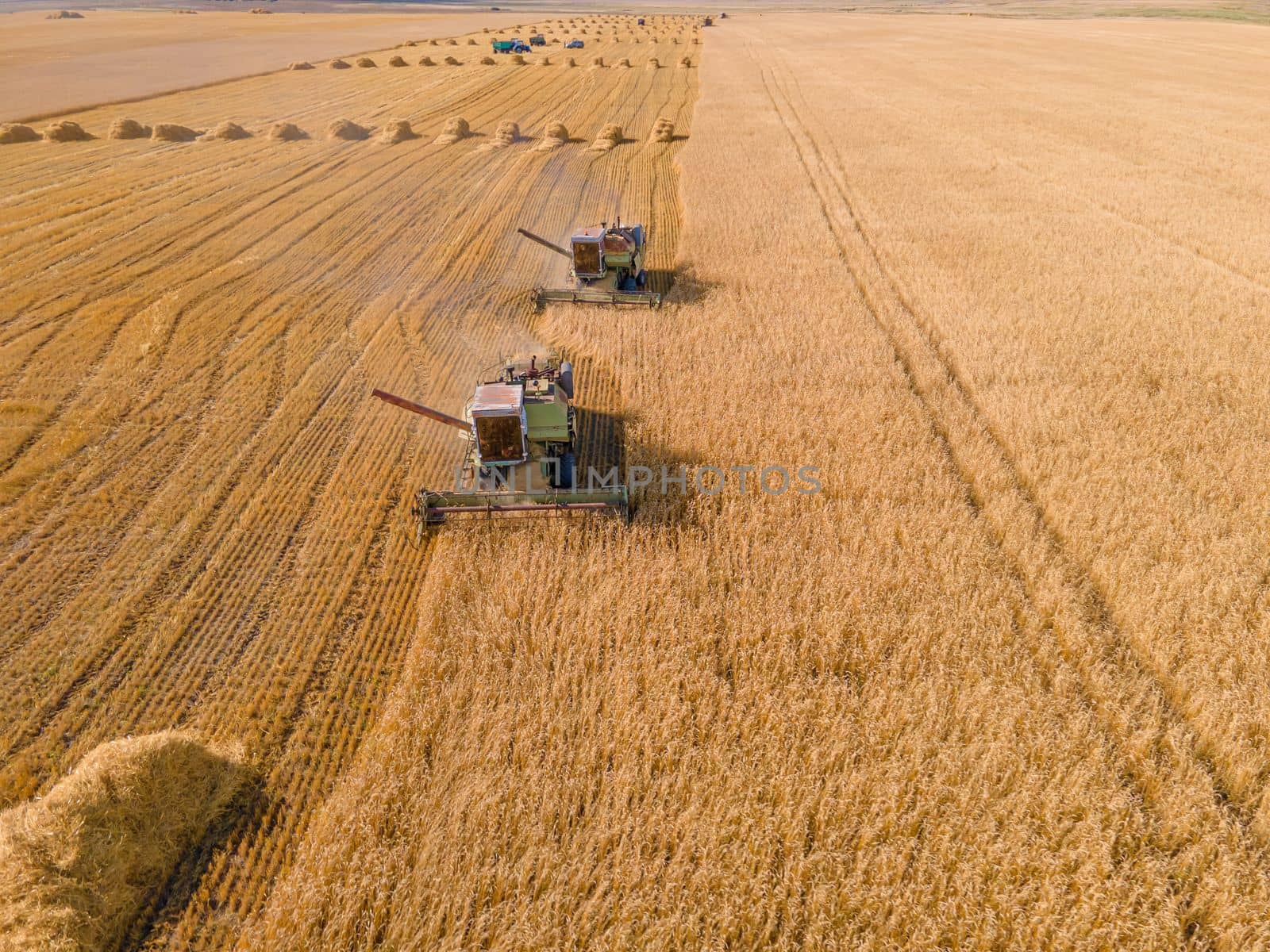 Harvest wheat grain and crop aerial view.Harvesting wheat,oats, barley in fields,ranches and farmlands.Combines mow in the field.Agro-industry.Combine Harvester Cutting on wheat filed.Machine harvest by YevgeniySam