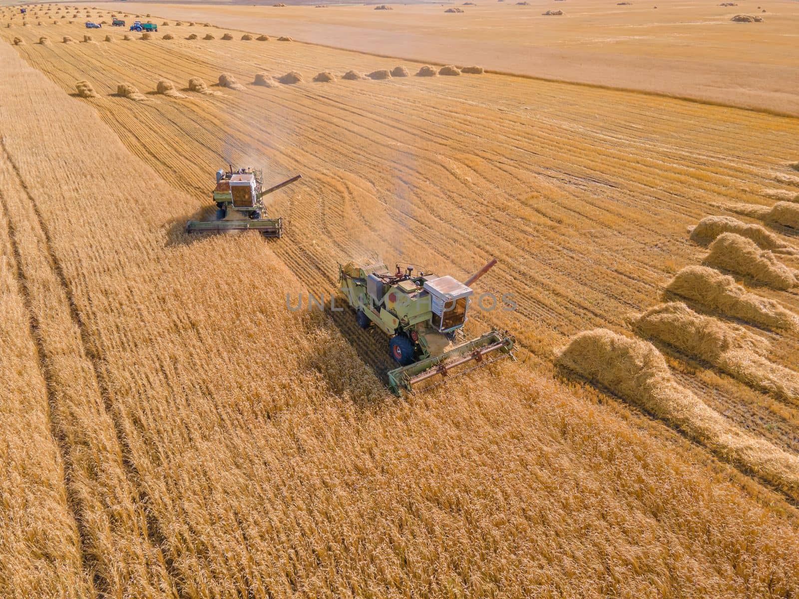 Harvest wheat grain and crop aerial view.Harvesting wheat,oats, barley in fields,ranches and farmlands.Combines mow in the field.Agro-industry.Combine Harvester Cutting on wheat filed.Machine harvest by YevgeniySam