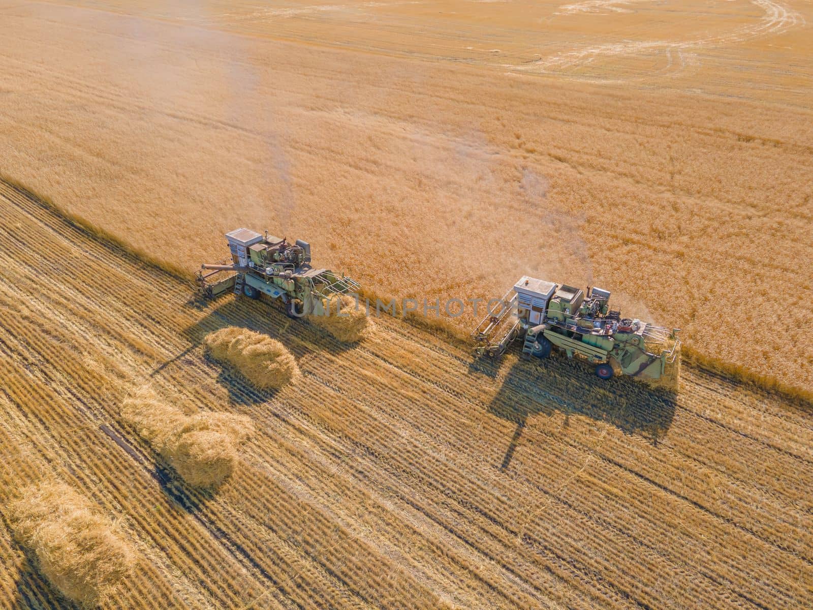 Harvest wheat grain and crop aerial view.Harvesting wheat,oats, barley in fields,ranches and farmlands.Combines mow in the field.Agro-industry.Combine Harvester Cutting on wheat filed.Machine harvest by YevgeniySam