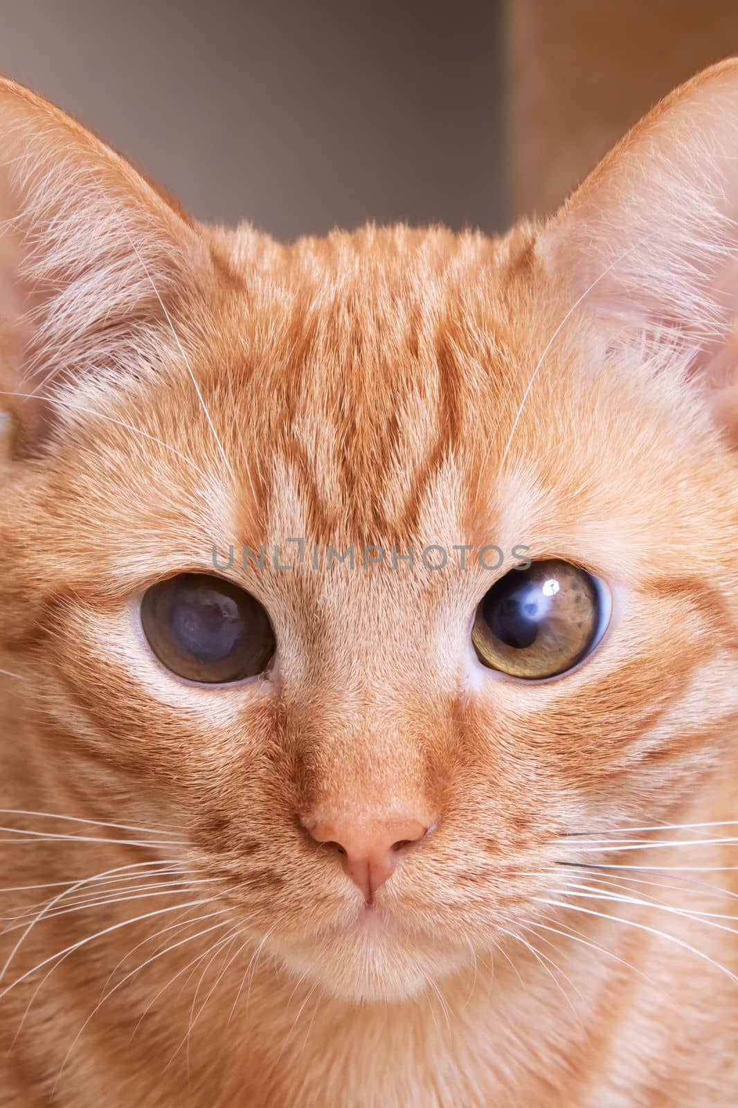 Red cat sitting on the floor close up