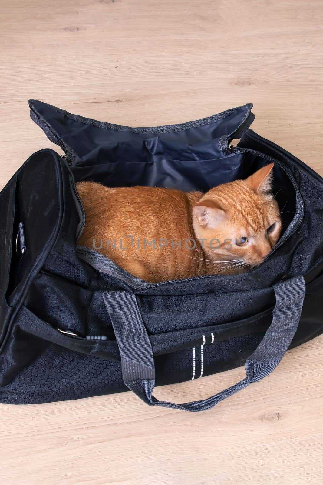 Red cat sitting in a travel bag by Vera1703