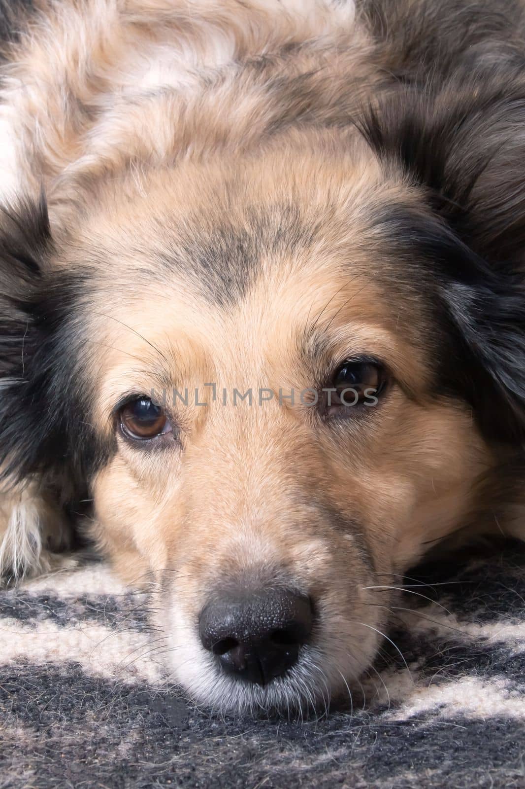 Domestic grey fluffy dog, close up portrait by Vera1703