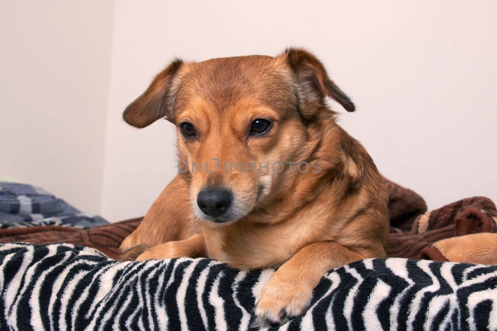 Red dog lying on the bed close up