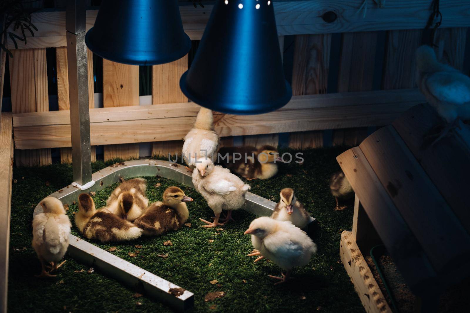 Small chickens and ducklings bask on the grass under a lamp in the yard.