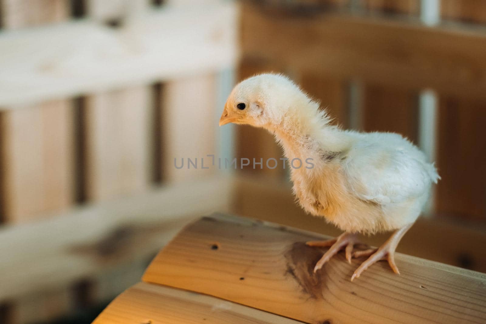 A small chicken stands on the roof of its house and basks in the sun.