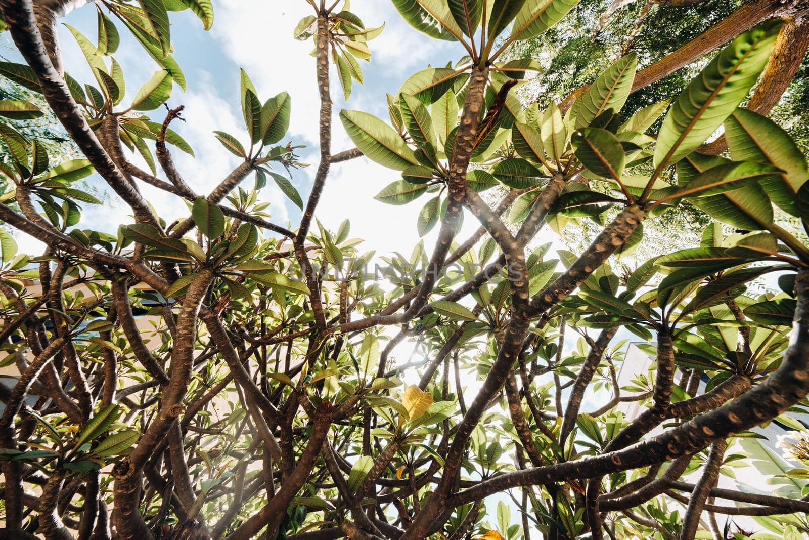 Green leaves of trees, against the sky, foliage of tropical trees.