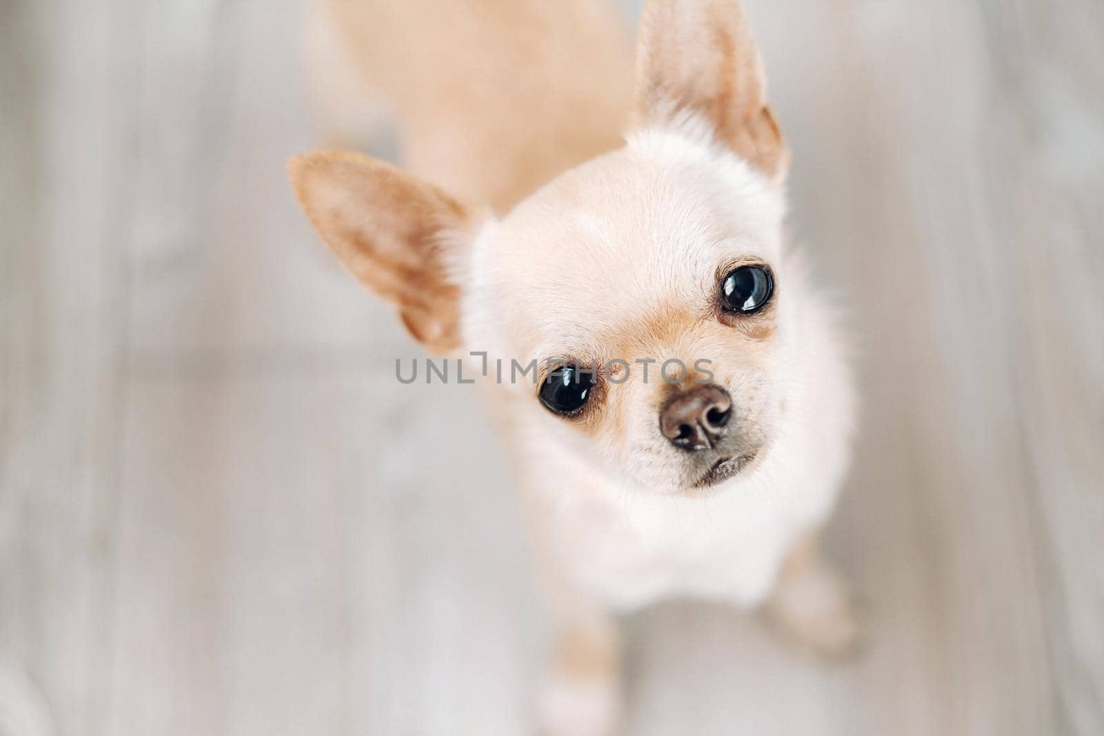 Chihuahua-beautiful little dog, brown Chihuahua on a bright background.