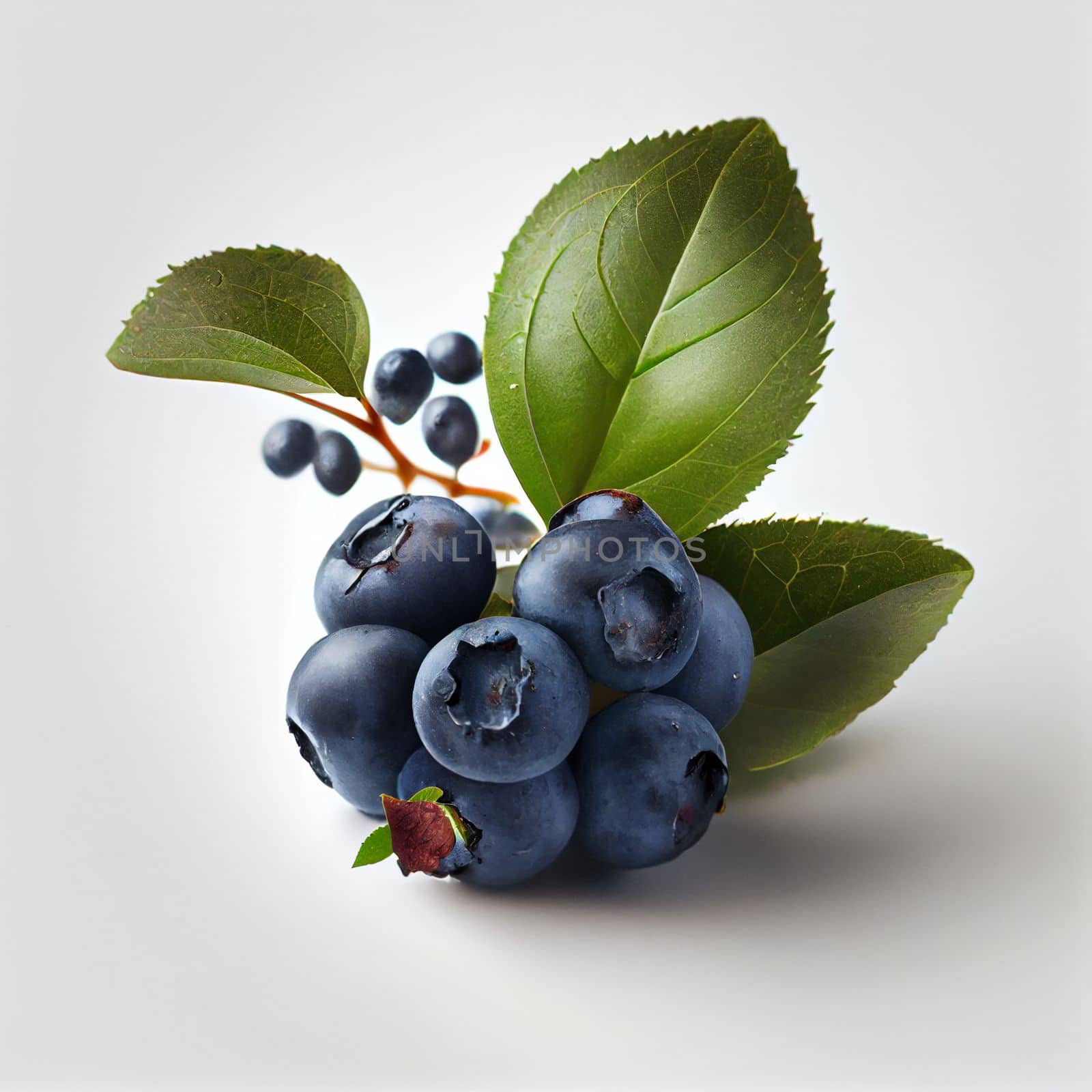 Blueberry fruit isolated on white background. by FokasuArt