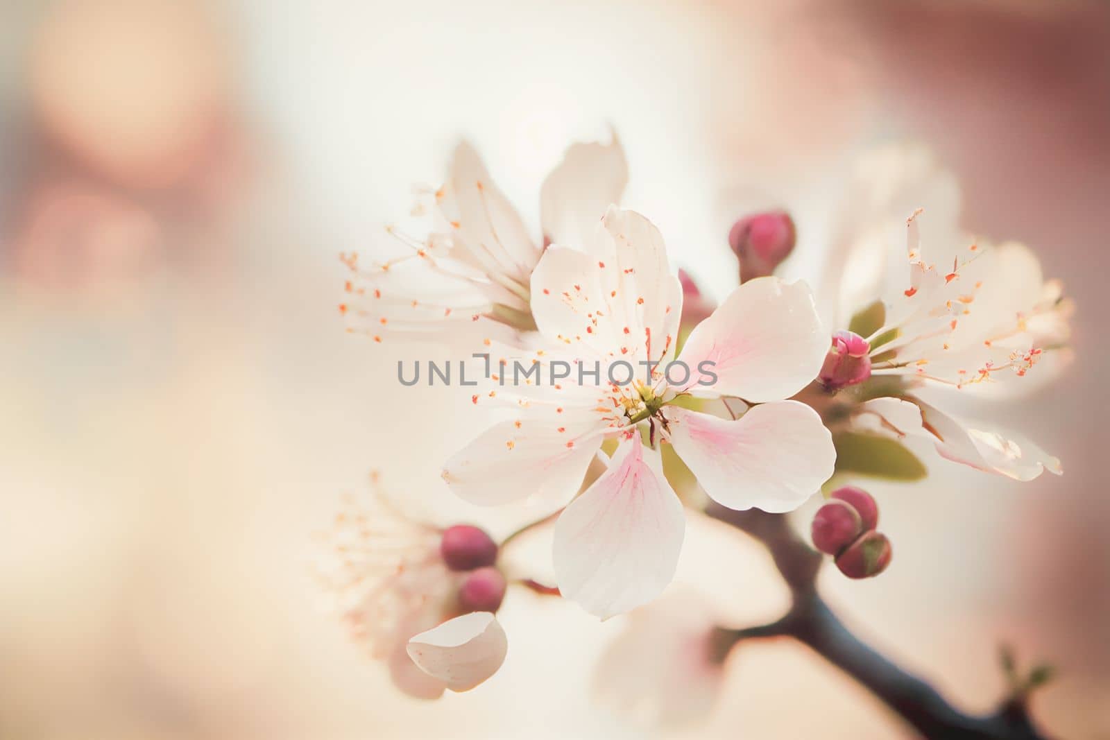 Spring cherry blossom stands out against pastel pink and white background. Shallow depth of field creates dreamy, blurry effect. Vibrant flowers against muted tones make for beautiful, romantic image.