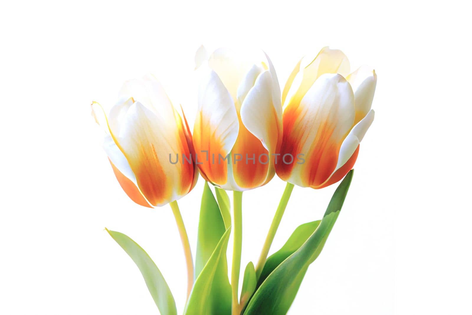 Bouquet of fresh tulip flowers in different colors, isolated on white background with copy space. Perfect for adding vibrant blooms to any project.