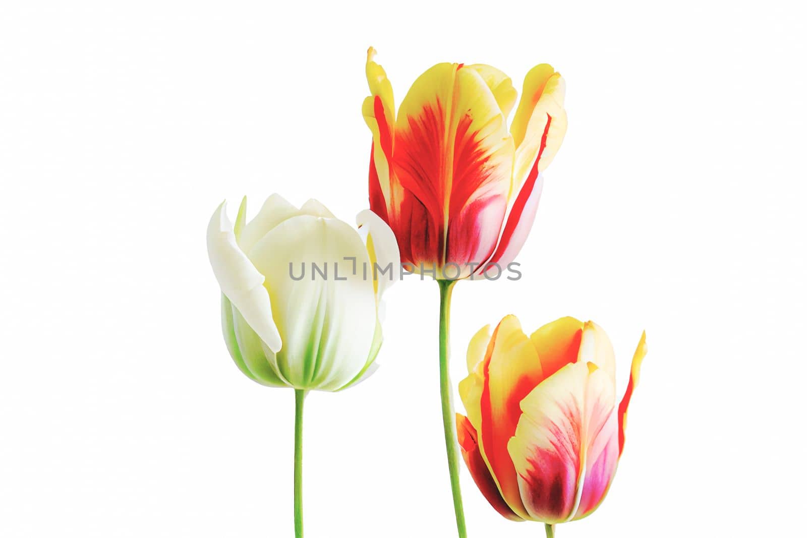 Bouquet of fresh tulip flowers in different colors, isolated on white background with copy space. Perfect for adding vibrant blooms to any project.