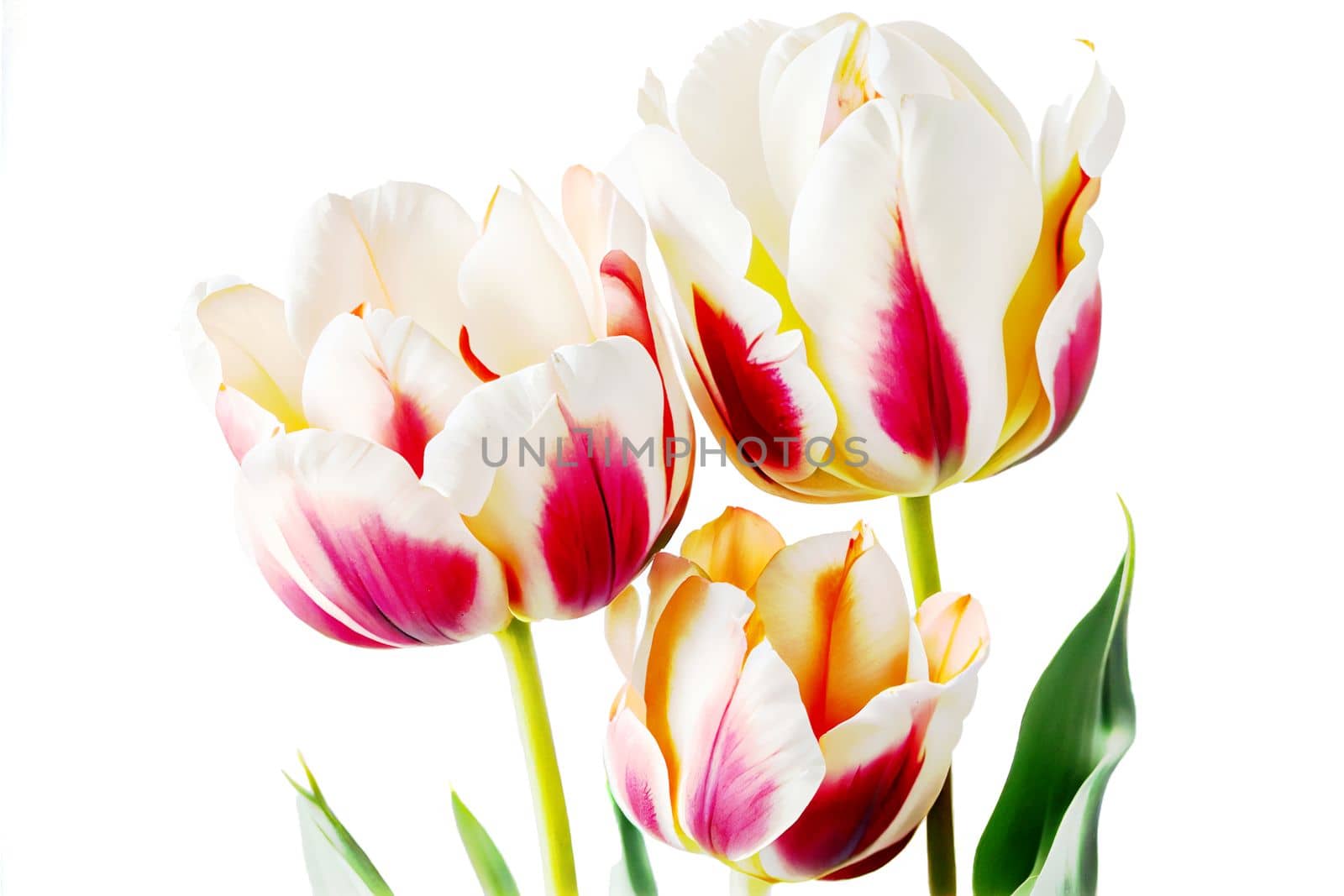 Bouquet of fresh tulip flowers in different colors, isolated on white background with copy space. Perfect for adding vibrant blooms to any project.