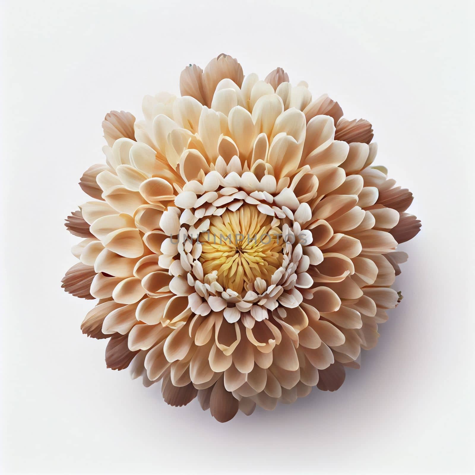 Top view of Chrysanthemums flower on a white background, perfect for representing the theme of Valentine's Day.