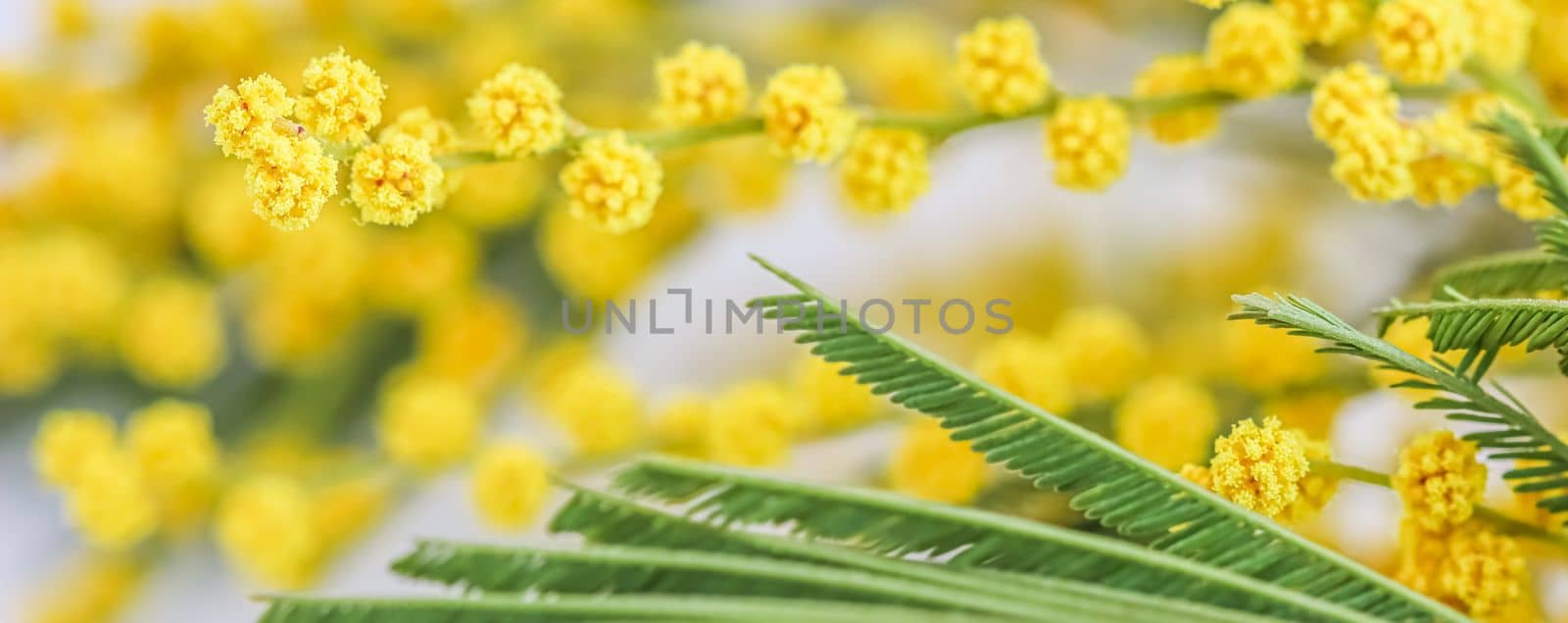 Sprigs of mimosa on a white background. Spring concept by Olayola