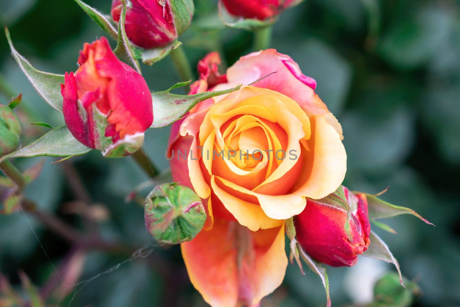 Red and Yellow Rose and Rosebuds in Garden, Close Up, Selective Focus. Rose blooms on a background of green leaves. Summer flower. Natural background. by panophotograph