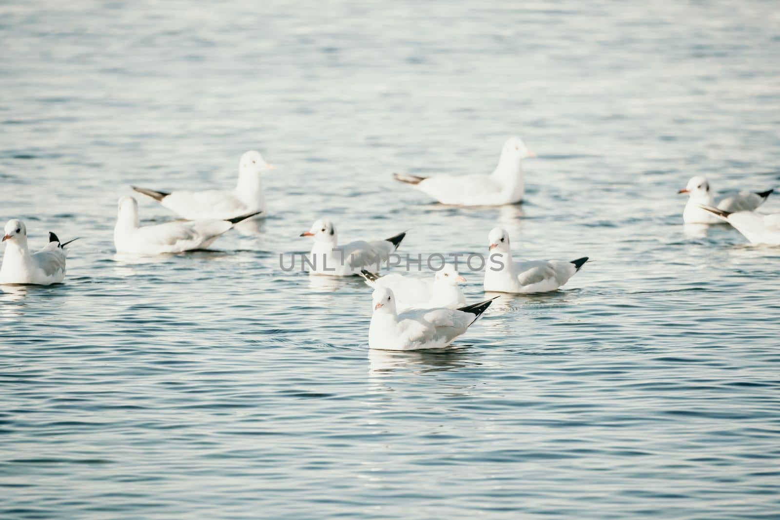 Seagulls flying in sunset sky. A flock of the seagull birds flies under a dark sky after sunset, over the sea along the rocky coast. Freedom concept