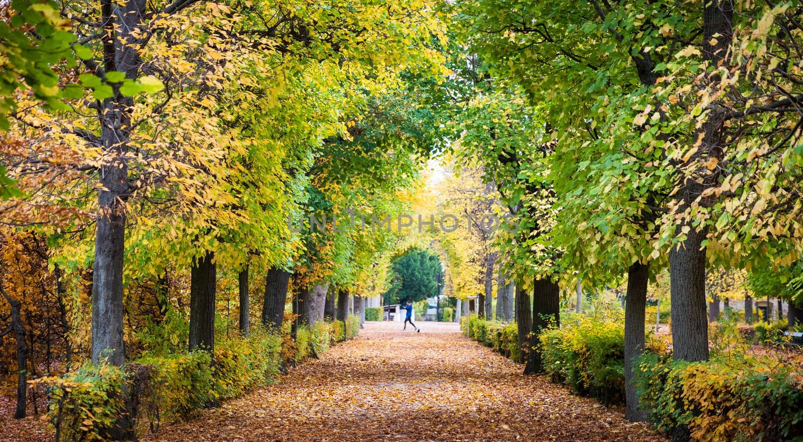 Green trees changing color in autumn with blurry walking people in Austria. The orange leaves cover walkway in the park.